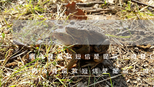 網商貸還款短信是提前一周發(fā)嗎-網商貸還款短信是提前一周發(fā)嗎?
