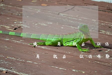 網捷貸協商還款后對征信有影響嗎-網捷貸協商還款后對征信有影響嗎知乎