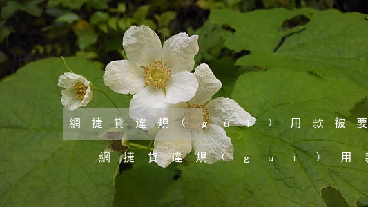 網捷貸違規(guī)用款被要求提前還款-網捷貸違規(guī)用款被要求提前還款 還了之后還能貸嗎