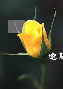 網貨逾期了一天(網貸款逾期一天)