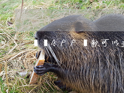 網貸APP還款可以走借條還嗎-