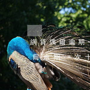 網貸偶爾逾期一次十五天會怎么辦-網貸偶爾逾期一次十五天會怎么辦呢