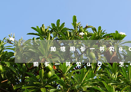 網貸加信用卡一共欠40萬怎么判(網貸加信用卡一共欠40萬怎么判)