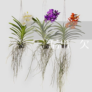 網貸后出國（欠網貸出國了怎么辦）