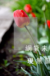 網貸未提現是否需還款？借款成功與否與提現無關