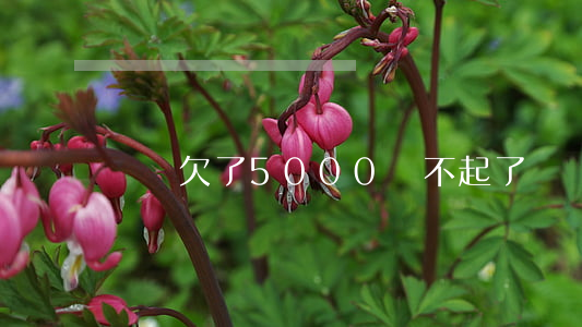 網貸欠了5000還不起了（網貸五千還不起）