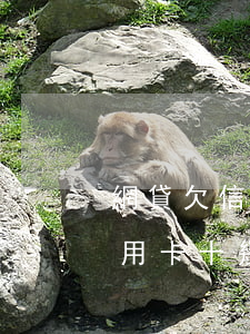 網貸欠信用卡的錢還不起怎么回事(欠網貸信用卡十幾萬還不上怎么辦)