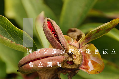 網貸欠多少錢不還會被立案(網貸欠款一千多會立案嗎)