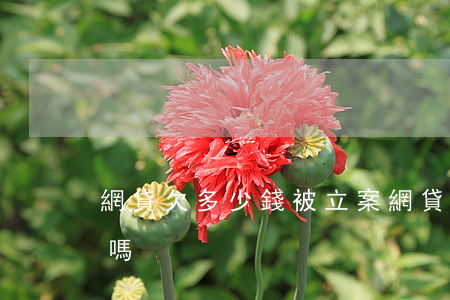 網貸欠多少錢被立案(網貸欠款一千多會立案嗎)