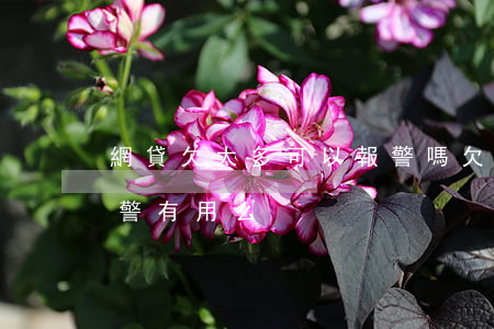 網貸欠太多可以報警嗎(欠了網貸利息太高報警有用么)