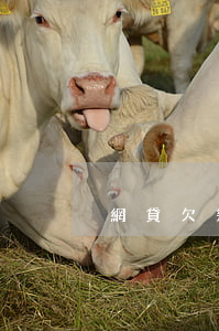 網貸欠幾百起訴(網貸欠幾百塊錢能起訴嗎)