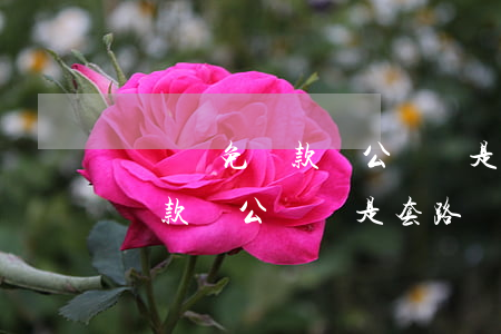 網貸減免還款對公賬號是套路嗎-網貸減免還款對公賬號是套路嗎?