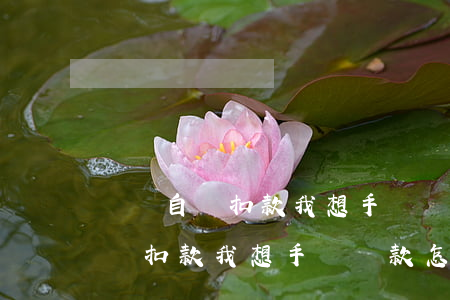 網貸自動扣款我想手動還款怎么弄-網貸自動扣款我想手動還款怎么弄呢