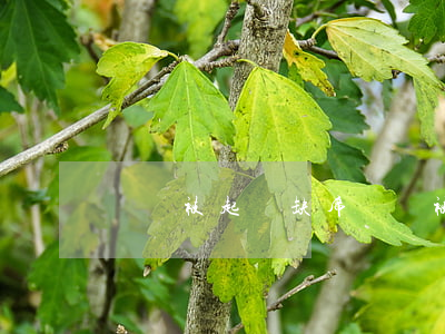 網貸被起訴缺席 網貸被起訴缺席會怎么樣
