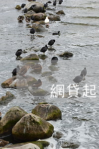 網貸起訴人敗訴怎么辦（網貸起訴人敗訴）