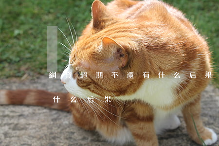 網貸超期不還有什么后果(網貸逾期不還會有什么后果)