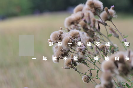 網貸逾期一年能不能辦理信用卡-網貸逾期一年能不能辦理信用卡貸款
