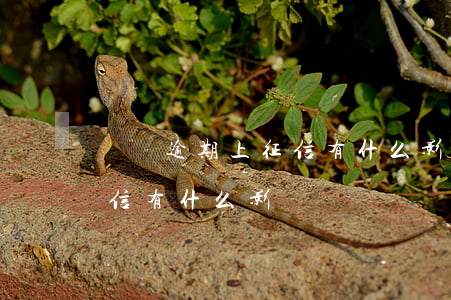 網貸逾期上征信有什么影響-網貸逾期上征信有什么影響嗎