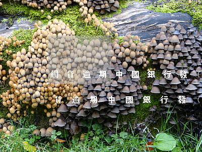 網貸逾期中國銀行發(fā)信息說起訴(網貸逾期中國銀行發(fā)信息說起訴)