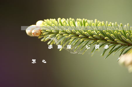 網貸逾期保險公司追賠(網貸逾期保險代償會怎么樣)