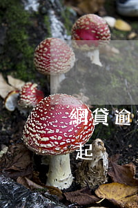網貸逾期利息高還不起(網貸逾期利息高還不起)