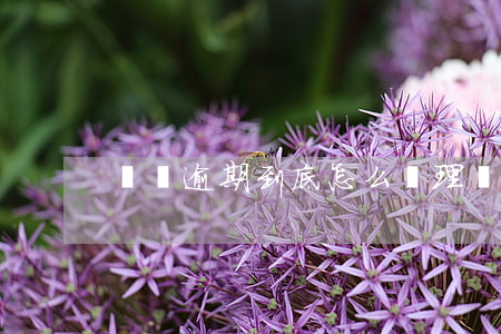 網貸逾期到底怎么處理(網貸逾期應該怎么辦)