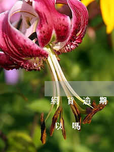 網貸逾期到底該不該坦白(網貸逾期慢慢還可以嗎)