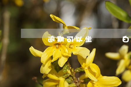 網貸逾期可以坐飛機嗎（白條逾期能做飛機嗎）