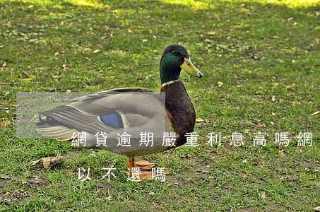 網貸逾期嚴重利息高嗎(網貸逾期費太高了可以不還嗎)