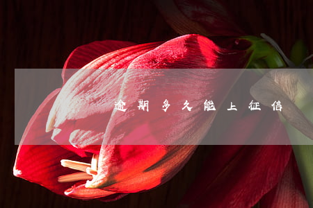 網貸逾期多久能上征信(網貸逾期幾天上征信?)