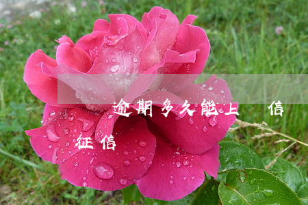 網貸逾期多久能上證信(網貸逾期多少天會上征信)