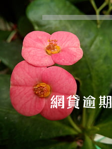 網貸逾期多少才會上門(網貸逾期多久會上門)
