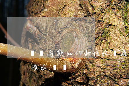 網貸逾期如何和催收溝通(網貸逾期怎樣應對催收電話)