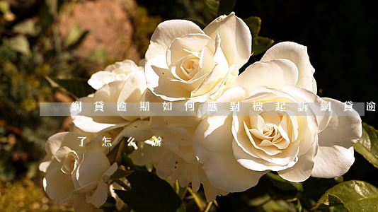 網貸逾期如何應對被起訴(網貸逾期提起訴訟了怎么辦)