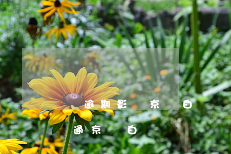 網貸逾期影響京東白條開通嗎(網貸逾期可以開通京東白條嗎)