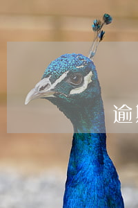網貸逾期影響其他貸嗎(網貸逾期影響其他貸嗎)