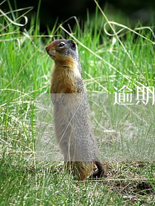 網貸逾期律所發短信說要起訴又不說什么平臺-網貸逾期了網貸公司發信息說發律師函到當地這有影響嗎