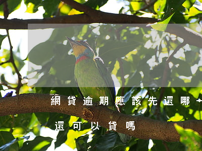 網貸逾期應該先還哪一個(網貸逾期過,還清了,還可以貸嗎?)