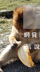 網貸逾期收到的起訴短信(網貸逾期了收到短信說起訴了)