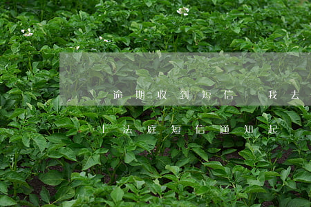 網貸逾期收到短信讓我去法院開庭(網貸逾期網上法庭短信通知起訴是真的嗎)