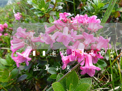 網貸逾期日利息多少合法(網貸逾期多久后停止算利息)