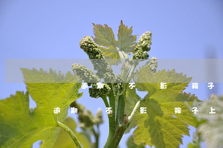 網貸逾期會不會影響孩子上學當兵學-網貸逾期會不會影響孩子上學當兵學籍