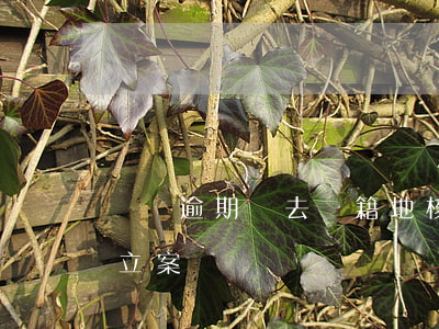 網貸逾期會去戶籍地核實(網貸逾期會被戶籍立案嗎)