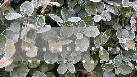 網貸逾期會影響信用卡降額嗎,好害怕，網貸逾期會導致信用卡降額嗎？別擔心，這里有答案！