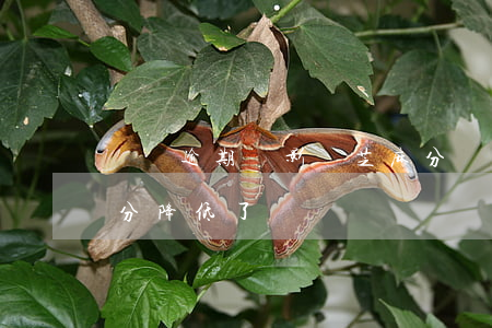 網貸逾期會影響芝麻分(網貸沒還支付寶芝麻分降低了)