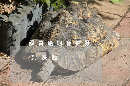 網貸逾期會被發(fā)傳單嗎(網貸逾期收到快遞)