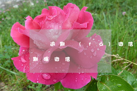 網貸逾期發(fā)微信恐嚇怎么辦（網貸逾期曝微信）