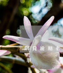 網貸逾期老賴聊天大全(網貸欠多少上老賴名單)