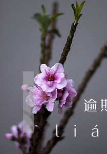 網貸逾期過能租聯(lián)動云嗎(聯(lián)動云逾期了怎么辦)