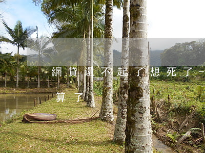 網貸還不起了想死了-網貸還不起了想死了算了